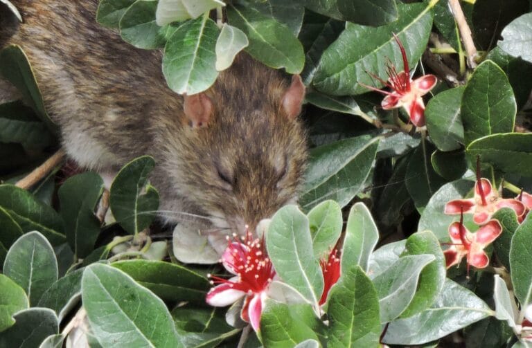 Крыса посещает цветок фейхоа