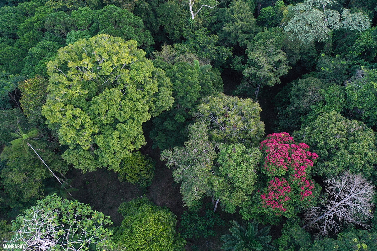 Дождевые леса — одна из самых богатых видовым разнообразием экосистем