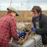 У гибридных койотов нашли гены вымирающего вида