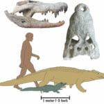 В Африке нашли череп гигантского наземного крокодила