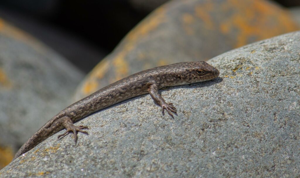 Сцинк Carinascincus ocellatus