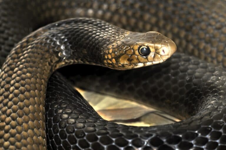 Яд восточной коричневой змеи — источник полезного текстилинина