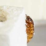 Личинки жуков-чернотелок оказались способны поедать пенопласт