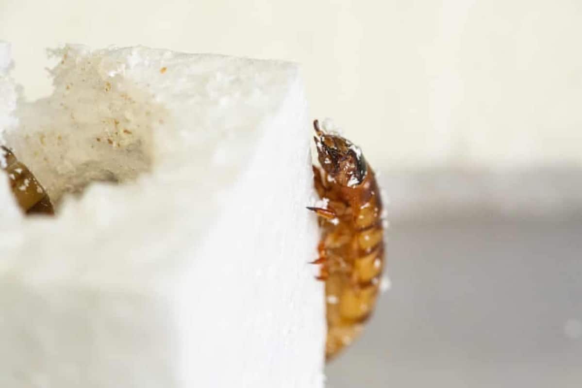 Личинки жуков-чернотелок оказались способны поедать пенопласт