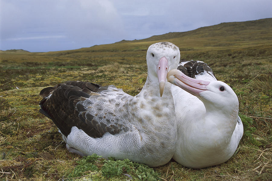 https://naked-science.ru/wp-content/uploads/2022/06/tristan-albatross-diomedea-dabbenena-tui-de-roy.jpg