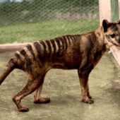 Сумчатый волк (тасманский тигр, тилацин) на расцвеченном кадре из кинохроники начала ХХ века