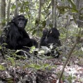 Шимпанзе из Вабиры