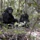 Лесные шимпанзе научились копать колодцы