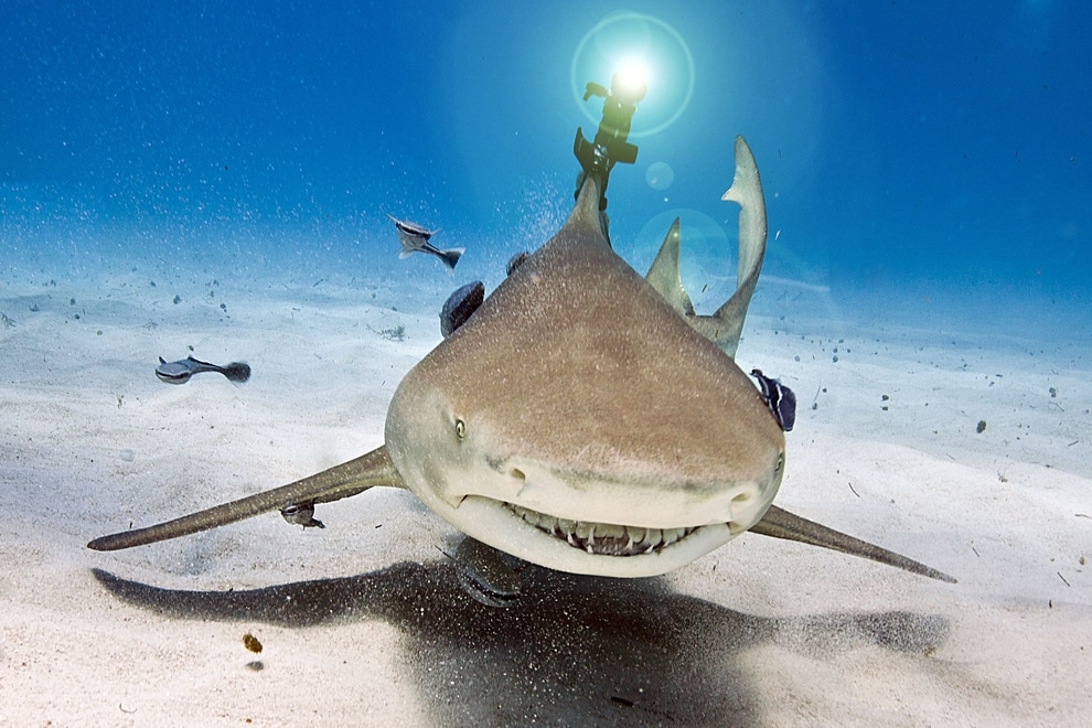 Люди прикрепляют к акулам не только камеры. Это — лимонная акула с лазером S3 Krypton недалеко от Барбадоса.