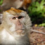 Оспа обезьян: откуда она пришла и что от нее ждать