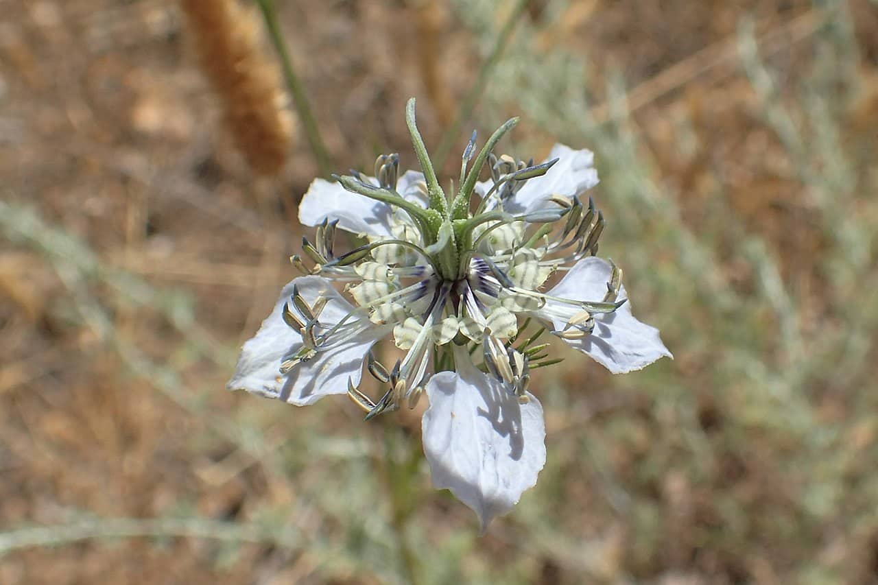 Nigella arvensis