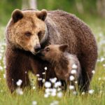 Бурые медведицы скорее предпочтут встречу с человеком, чем с агрессивным самцом