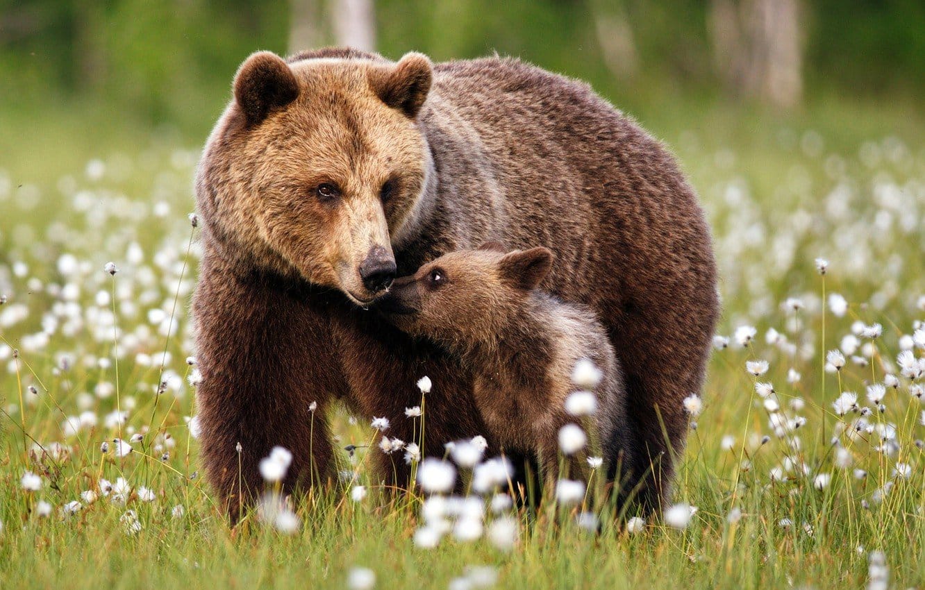 Бурые медведицы скорее предпочтут встречу с человеком, чем с агрессивным самцом