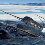 Нефтяная разведка в Арктике приводит нарвалов в ужас