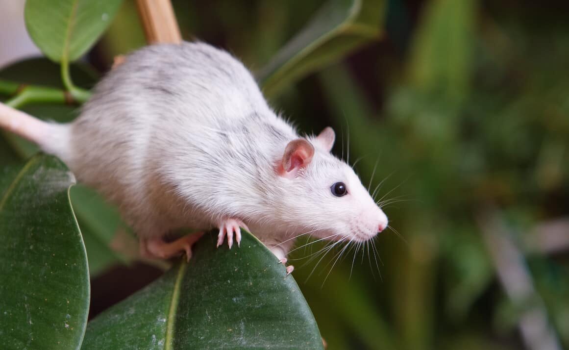 Крысы умеют учиться на ошибках сородичей