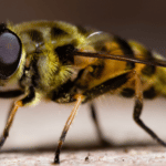 Ученые обнаружили гены, отвечающие за миграцию насекомых