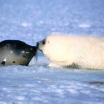 Тюлени и нерпы в Санкт-Петербурге