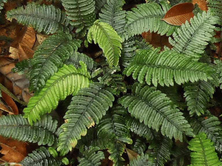 Danaea gracilis