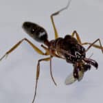 Ученые выяснили, почему муравьев с челюстями-ловушками не разрывает пополам во время охоты
