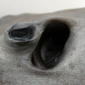 Голова морского ската Pastinachus ater