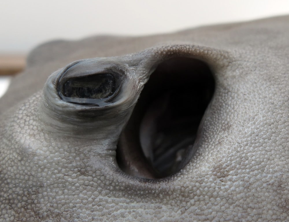 Голова морского ската Pastinachus ater