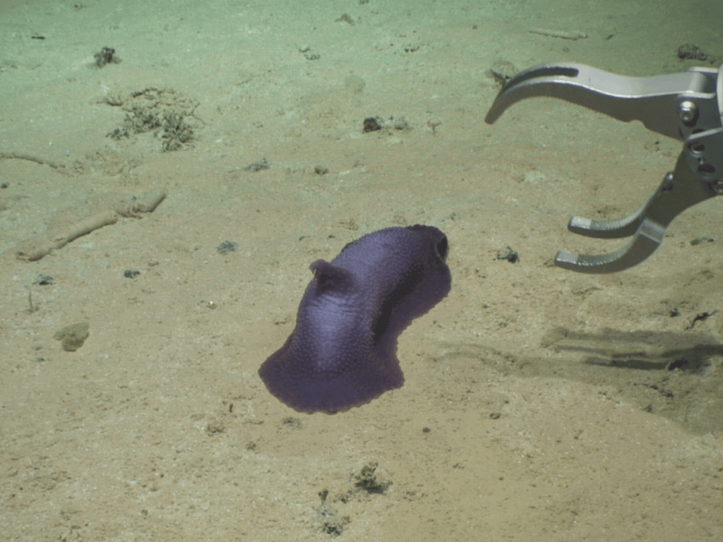 Морской огурец Psychropotes verrucicaudatus
