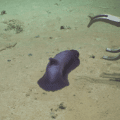 Морской огурец Psychropotes verrucicaudatus