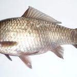 Биологи узнали, почему геном серебряного карася состоит из шести копий