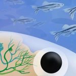 В мозгу рыб обнаружили центр социального поведения