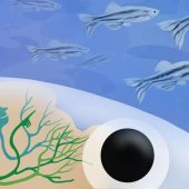 В мозге Danio rerio есть особый центр социальности / © Julia Kuhl