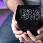 Биологи вырастили растения на астероидном грунте