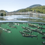 Масс-спектрометрия помогла рыбным хозяйствам с очисткой воды