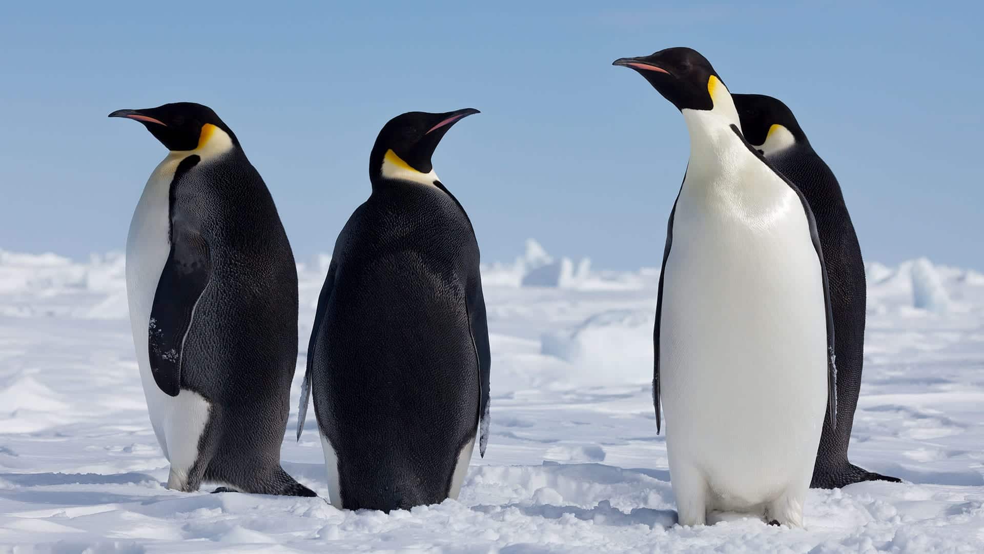 Ученые восстановили полную эволюционную историю пингвинов