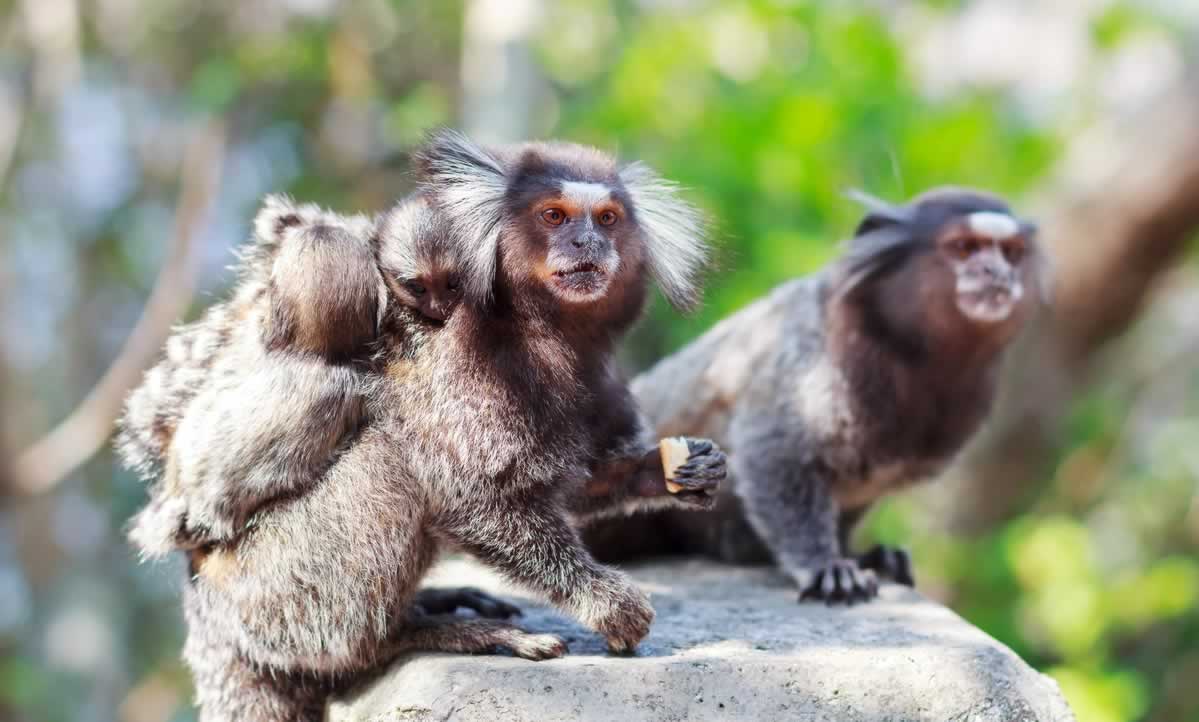 Детеныши обезьян учатся звать родителей еще в утробе матери