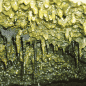 Бактериальный мат в пещере на Гавайях