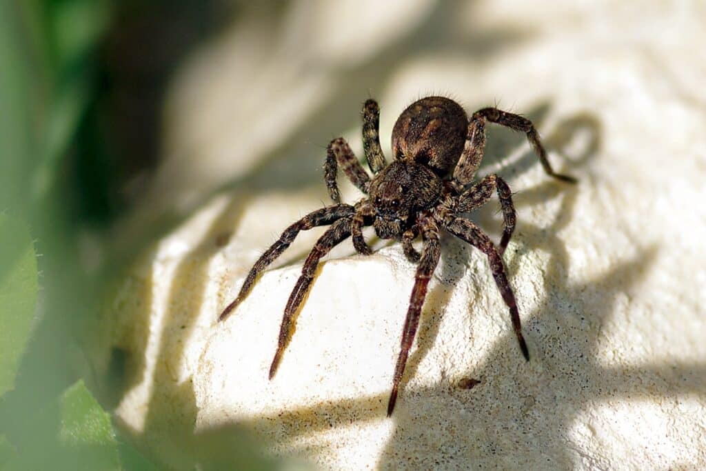Паук-волк Lycosidae