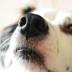 Ученые получили анатомическое подтверждение того, что собаки «видят» мир носом