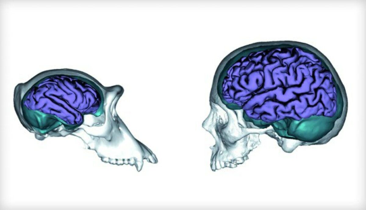 Уникальные для человека связи между областями мозга обеспечивают речевую  функцию