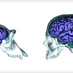 Уникальные для человека связи между областями мозга обеспечивают речевую функцию