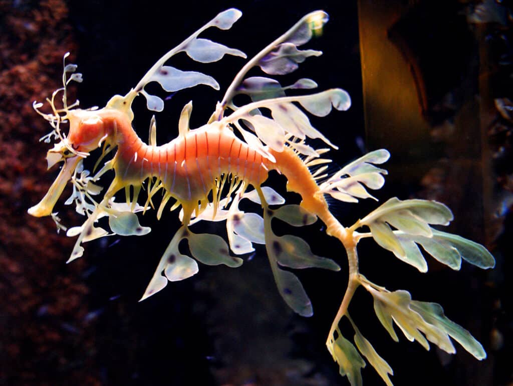 Морской конек-тряпичник Phycodurus eques