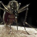 Лихорадки Зика и денге делают человека особенно привлекательным для комаров