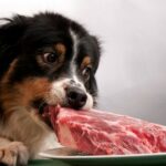 Кормление собак сырым мясом может привести к тяжелому гастроэнтериту у владельца