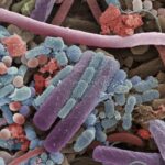 Ученые открыли новый способ защиты бактерий от токсинов