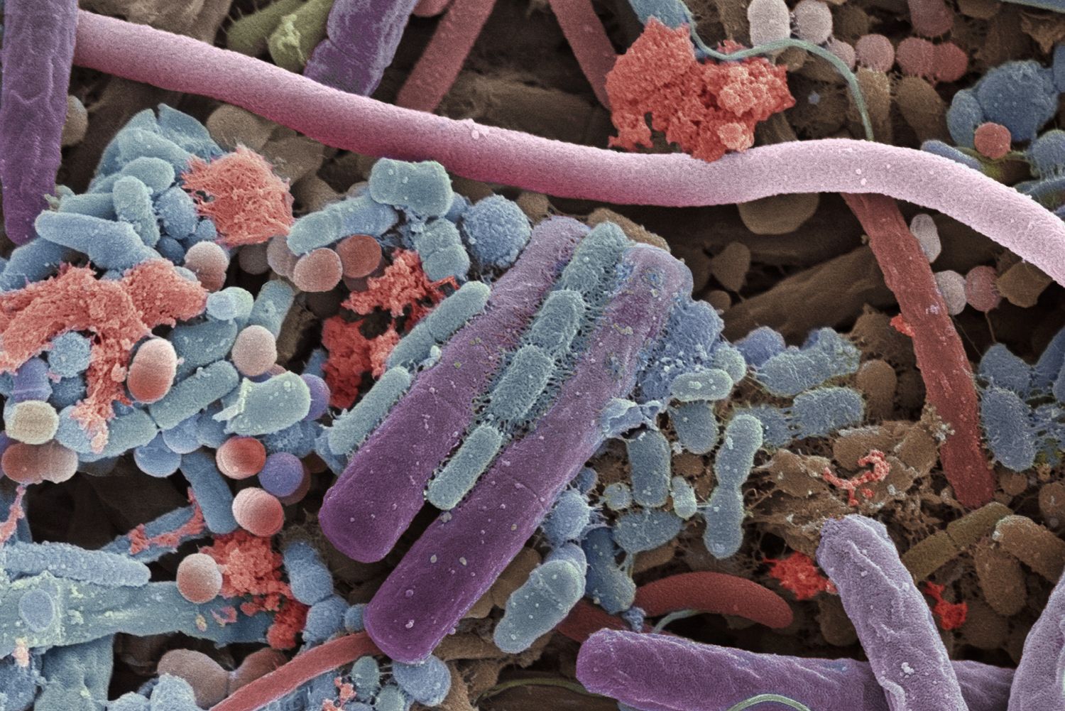 Ученые открыли новый способ защиты бактерий от токсинов