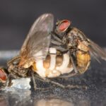 Патогенный гриб заставляет самцов спариваться с мертвыми самками 