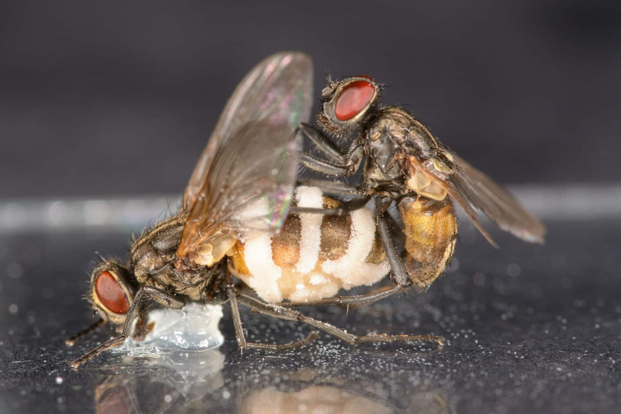 Патогенный гриб заставляет самцов спариваться с мертвыми самками 