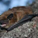 Зимняя спячка замедляет старение летучих мышей