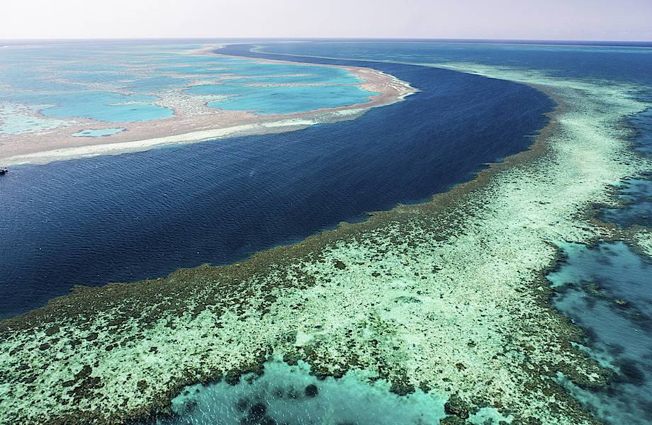 Подкармливание личинок коралловых полипов может спасти деградирующие рифовые экосистемы