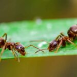 Крошечный робот помог ученым разобраться, как учатся муравьи