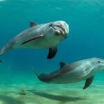 У дельфинов обнаружили эпизодическую память